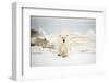 Polar Bear on Hudson Bay Sea Ice, Nunavut Territory, Canada-Paul Souders-Framed Photographic Print