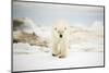 Polar Bear on Hudson Bay Sea Ice, Nunavut Territory, Canada-Paul Souders-Mounted Photographic Print