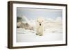 Polar Bear on Hudson Bay Sea Ice, Nunavut Territory, Canada-Paul Souders-Framed Photographic Print