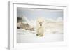 Polar Bear on Hudson Bay Sea Ice, Nunavut Territory, Canada-Paul Souders-Framed Photographic Print