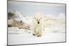 Polar Bear on Hudson Bay Sea Ice, Nunavut Territory, Canada-Paul Souders-Mounted Photographic Print