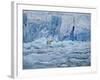 Polar Bear on Ice at Monaco Glacier-Hans Strand-Framed Photographic Print