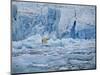 Polar Bear on Ice at Monaco Glacier-Hans Strand-Mounted Photographic Print