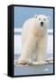 Polar Bear on Ice Float-Lantern Press-Framed Stretched Canvas