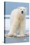 Polar Bear on Ice Float-Lantern Press-Stretched Canvas