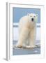 Polar Bear on Ice Float-Lantern Press-Framed Art Print