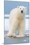 Polar Bear on Ice Float-Lantern Press-Mounted Art Print