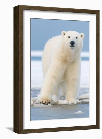 Polar Bear on Ice Float-Lantern Press-Framed Art Print