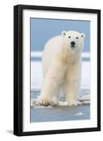 Polar Bear on Ice Float-Lantern Press-Framed Art Print