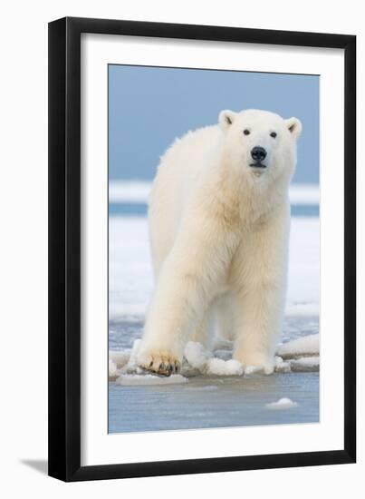 Polar Bear on Ice Float-Lantern Press-Framed Art Print