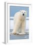 Polar Bear on Ice Float-Lantern Press-Framed Art Print