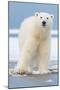 Polar Bear on Ice Float-Lantern Press-Mounted Art Print