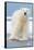 Polar Bear on Ice Float-Lantern Press-Framed Stretched Canvas