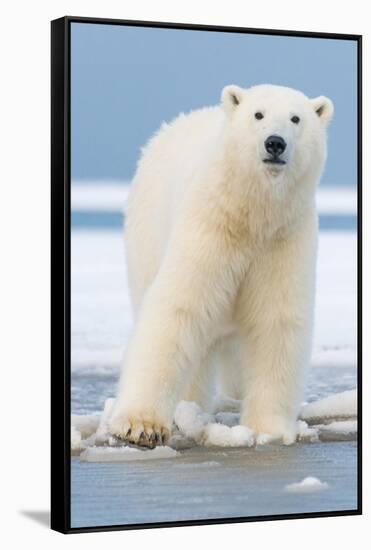 Polar Bear on Ice Float-Lantern Press-Framed Stretched Canvas