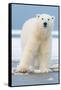 Polar Bear on Ice Float-Lantern Press-Framed Stretched Canvas