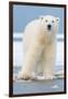 Polar Bear on Ice Float-Lantern Press-Framed Art Print