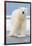 Polar Bear on Ice Float-Lantern Press-Framed Art Print