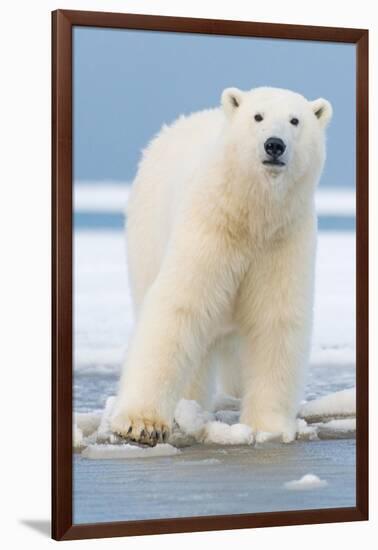 Polar Bear on Ice Float-Lantern Press-Framed Art Print