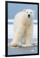 Polar Bear on Ice Float-Lantern Press-Framed Art Print