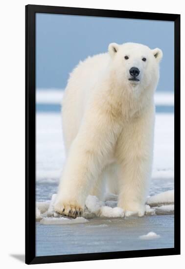 Polar Bear on Ice Float-Lantern Press-Framed Art Print