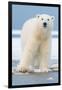 Polar Bear on Ice Float-Lantern Press-Framed Art Print
