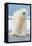 Polar Bear on Ice Float-Lantern Press-Framed Stretched Canvas