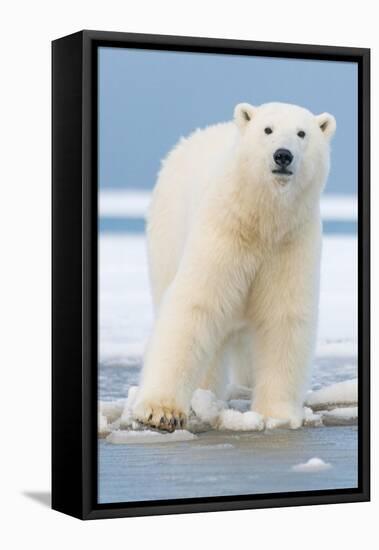 Polar Bear on Ice Float-Lantern Press-Framed Stretched Canvas