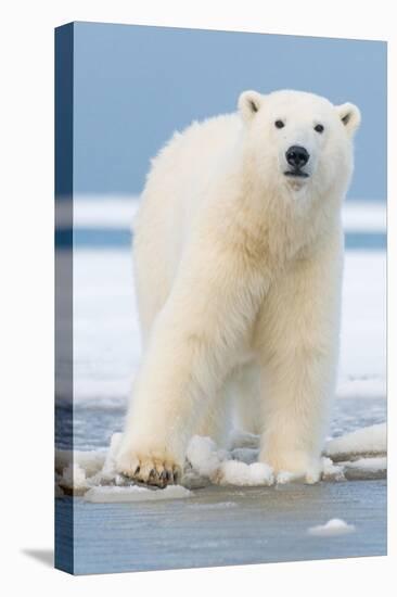 Polar Bear on Ice Float-Lantern Press-Stretched Canvas