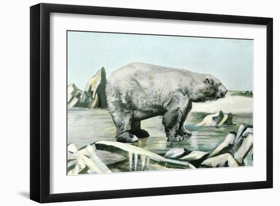 Polar Bear on Ice Floe-null-Framed Art Print