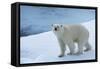 Polar Bear on Ice Yukon-Nosnibor137-Framed Stretched Canvas