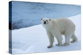 Polar Bear on Ice Yukon-Nosnibor137-Stretched Canvas