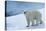 Polar Bear on Ice Yukon-Nosnibor137-Stretched Canvas