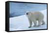 Polar Bear on Ice Yukon-Nosnibor137-Framed Stretched Canvas