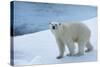 Polar Bear on Ice Yukon-Nosnibor137-Stretched Canvas