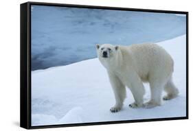 Polar Bear on Ice Yukon-Nosnibor137-Framed Stretched Canvas