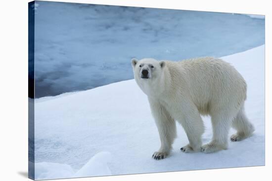 Polar Bear on Ice Yukon-Nosnibor137-Stretched Canvas