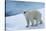 Polar Bear on Ice Yukon-Nosnibor137-Stretched Canvas