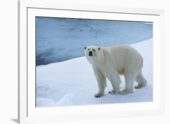 Polar Bear on Ice Yukon-Nosnibor137-Framed Photographic Print