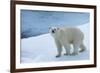 Polar Bear on Ice Yukon-Nosnibor137-Framed Photographic Print