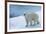 Polar Bear on Ice Yukon-Nosnibor137-Framed Photographic Print