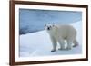 Polar Bear on Ice Yukon-Nosnibor137-Framed Photographic Print