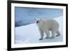 Polar Bear on Ice Yukon-Nosnibor137-Framed Photographic Print