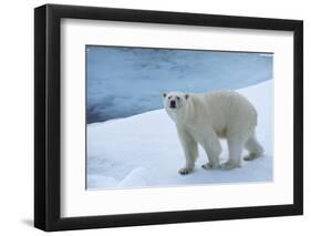 Polar Bear on Ice Yukon-Nosnibor137-Framed Photographic Print