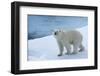 Polar Bear on Ice Yukon-Nosnibor137-Framed Photographic Print