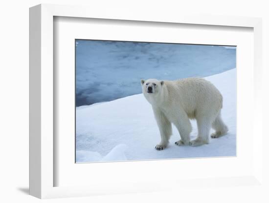 Polar Bear on Ice Yukon-Nosnibor137-Framed Photographic Print