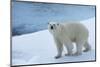 Polar Bear on Ice Yukon-Nosnibor137-Mounted Photographic Print