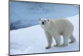 Polar Bear on Ice Yukon-Nosnibor137-Mounted Photographic Print
