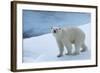 Polar Bear on Ice Yukon-Nosnibor137-Framed Photographic Print