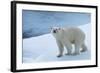 Polar Bear on Ice Yukon-Nosnibor137-Framed Photographic Print