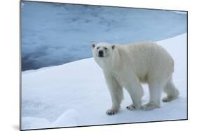 Polar Bear on Ice Yukon-Nosnibor137-Mounted Photographic Print